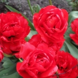 Tulip miranda: fotografija i opis, sadnja i njega, recenzije